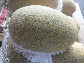 吃哈密瓜头变哈密瓜,揭秘哈密瓜头变哈密瓜的神奇现象