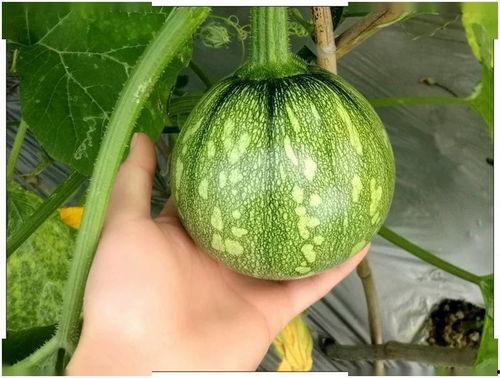 吃瓜的第39天,揭秘吃瓜第39天的精彩瞬间