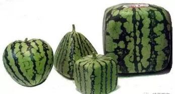 小品吃瓜别念花,揭秘“吃瓜别念花”的趣味内涵