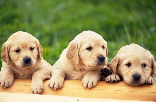 狗狗吃角瓜,一场意外的健康冒险