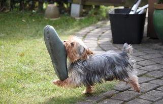 宠物趴窗户吃瓜,趴窗吃瓜,萌宠生活瞬间捕捉