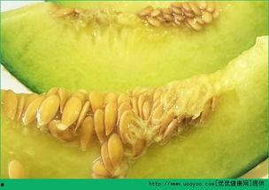 怀孕中期可以吃哈密瓜吗,哈密瓜的适宜摄入与营养益处