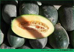 怀孕中期可以吃哈密瓜吗,哈密瓜的适宜摄入与营养益处